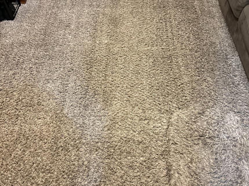 A living room carpet just after extraction, the wand passes still visible in the pile